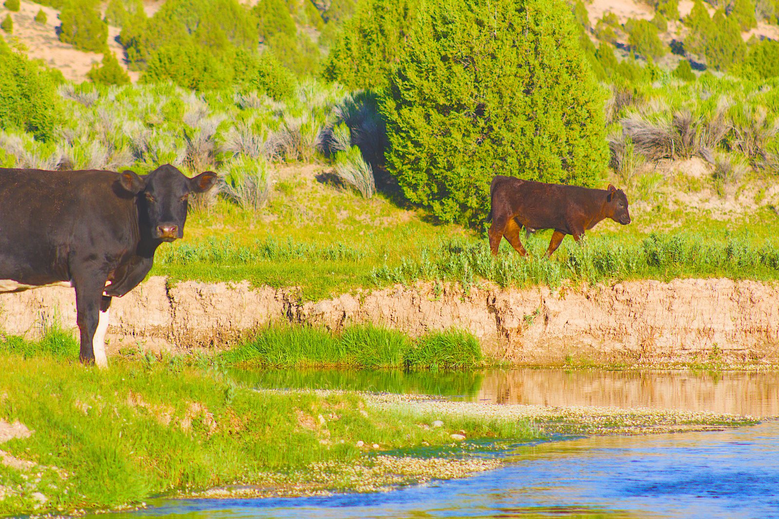 Cows in a field