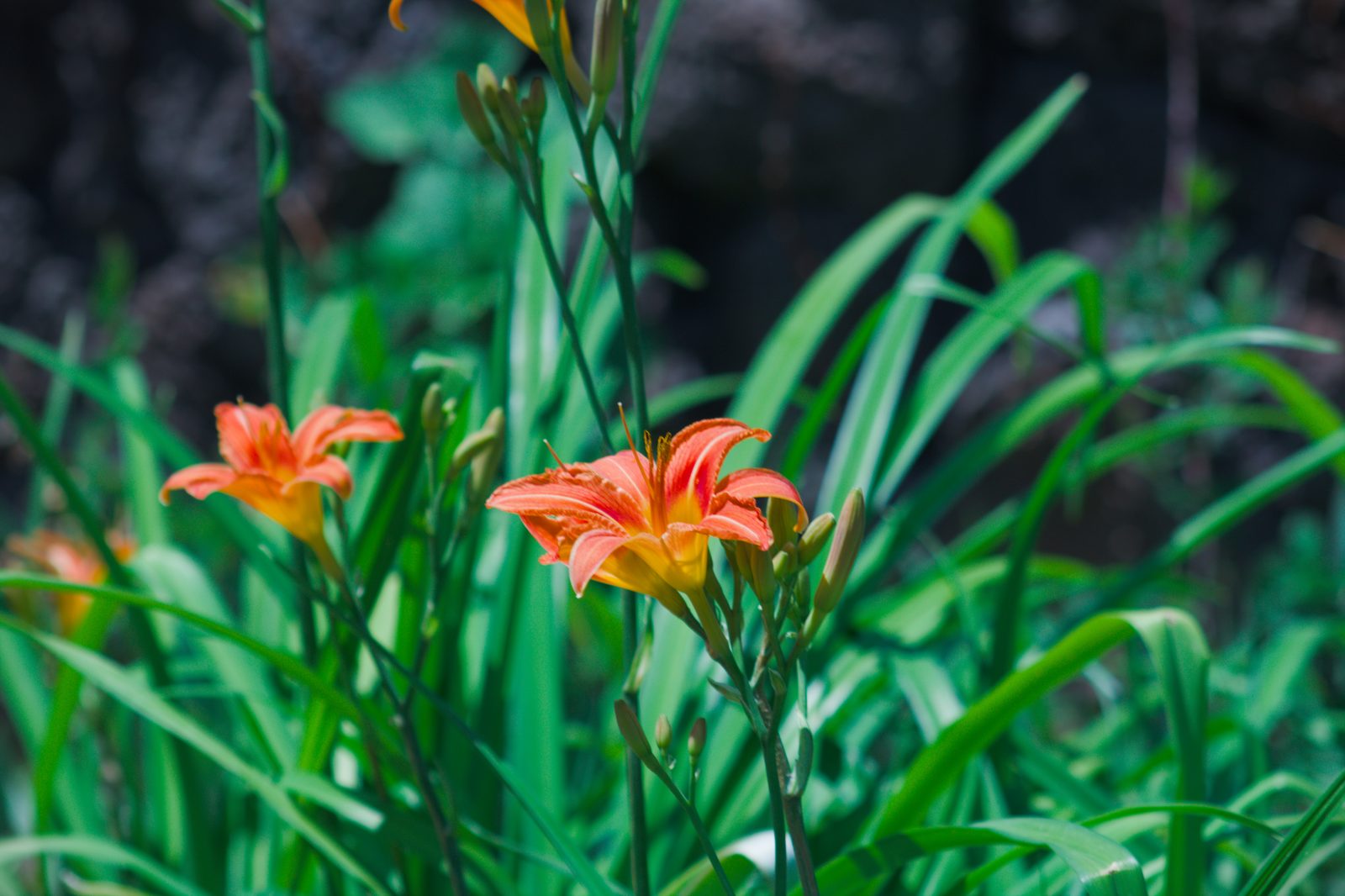 Tulip in Lemon Grass