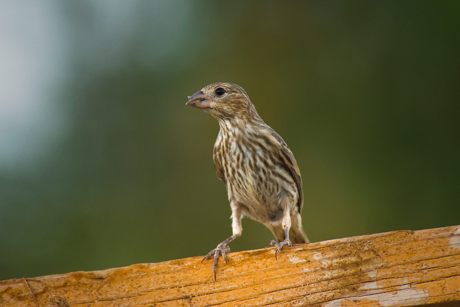 Small bird perched on a 2x4