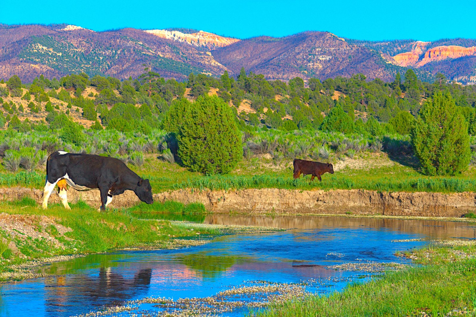 Cows in a field